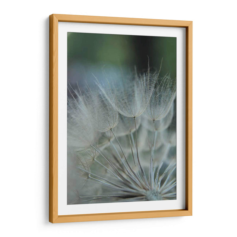 Macro Dandilion Viii - Renee W. Stramel | Cuadro decorativo de Canvas Lab