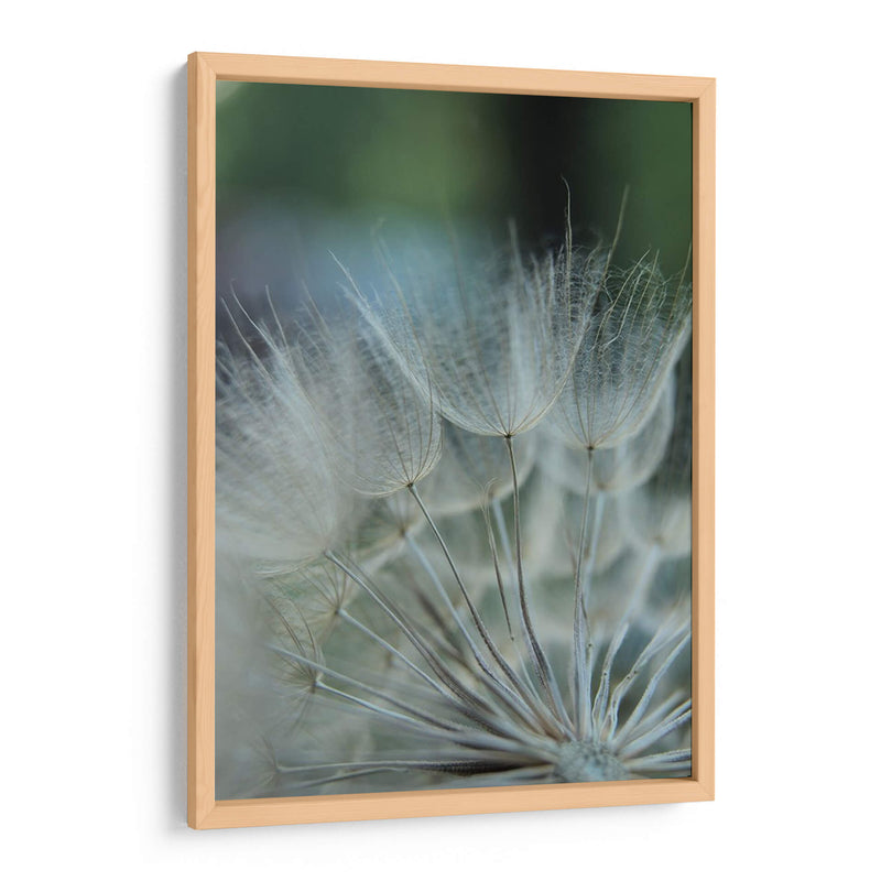 Macro Dandilion Viii - Renee W. Stramel | Cuadro decorativo de Canvas Lab