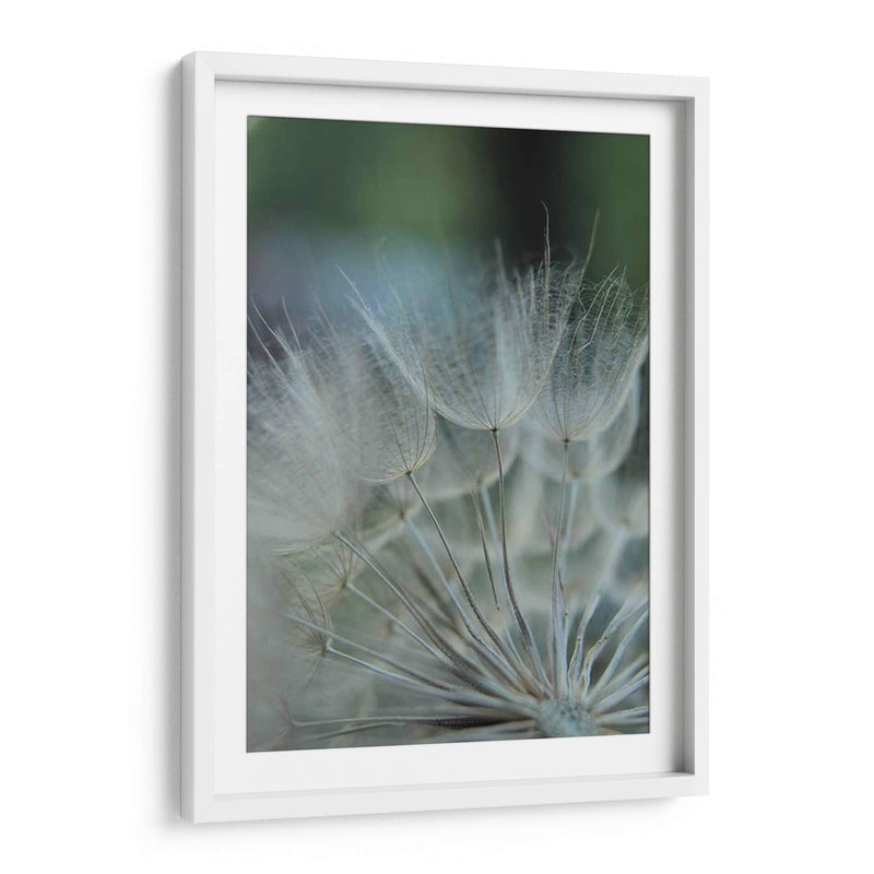 Macro Dandilion Viii - Renee W. Stramel | Cuadro decorativo de Canvas Lab