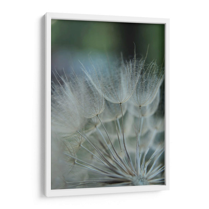 Macro Dandilion Viii - Renee W. Stramel | Cuadro decorativo de Canvas Lab