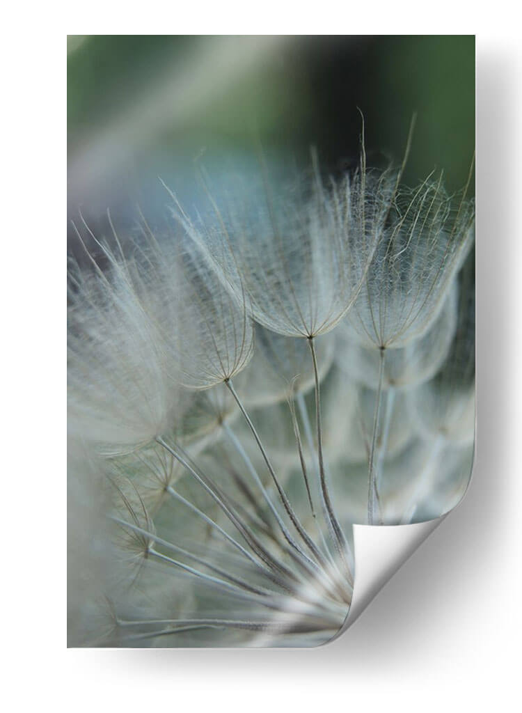 Macro Dandilion Viii - Renee W. Stramel | Cuadro decorativo de Canvas Lab