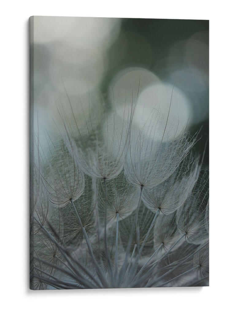 Macro Dandilion Ix - Renee W. Stramel | Cuadro decorativo de Canvas Lab