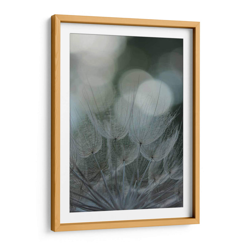 Macro Dandilion Ix - Renee W. Stramel | Cuadro decorativo de Canvas Lab