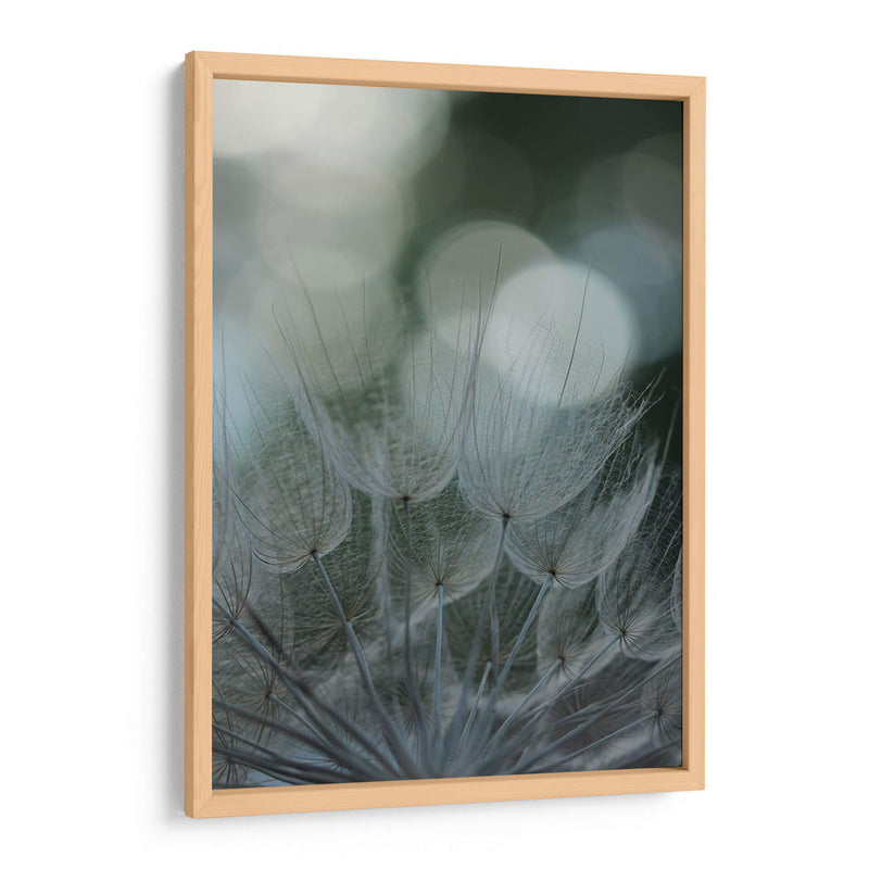 Macro Dandilion Ix - Renee W. Stramel | Cuadro decorativo de Canvas Lab