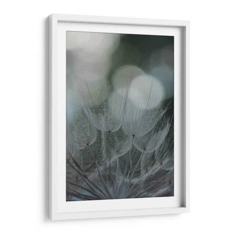 Macro Dandilion Ix - Renee W. Stramel | Cuadro decorativo de Canvas Lab