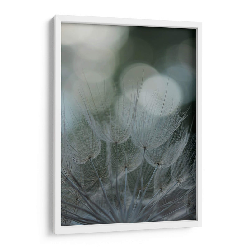 Macro Dandilion Ix - Renee W. Stramel | Cuadro decorativo de Canvas Lab