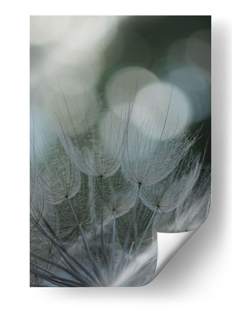 Macro Dandilion Ix - Renee W. Stramel | Cuadro decorativo de Canvas Lab