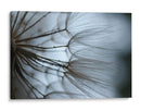 Macro Dandilion X - Renee W. Stramel | Cuadro decorativo de Canvas Lab