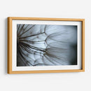 Macro Dandilion X - Renee W. Stramel | Cuadro decorativo de Canvas Lab