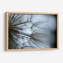 Macro Dandilion X - Renee W. Stramel | Cuadro decorativo de Canvas Lab