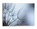 Macro Dandilion Xi - Renee W. Stramel | Cuadro decorativo de Canvas Lab