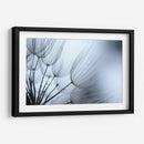 Macro Dandilion Xi - Renee W. Stramel | Cuadro decorativo de Canvas Lab