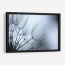 Macro Dandilion Xi - Renee W. Stramel | Cuadro decorativo de Canvas Lab