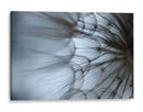 Macro Dandilion Xii - Renee W. Stramel | Cuadro decorativo de Canvas Lab