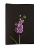 Oscuro Y Soñador I - Renee W. Stramel | Cuadro decorativo de Canvas Lab