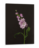 Oscuro Y Soñador Ii - Renee W. Stramel | Cuadro decorativo de Canvas Lab