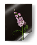 Oscuro Y Soñador Ii - Renee W. Stramel | Cuadro decorativo de Canvas Lab