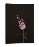 Oscuro Y Soñador Iii - Renee W. Stramel | Cuadro decorativo de Canvas Lab