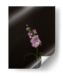 Oscuro Y Soñador Iii - Renee W. Stramel | Cuadro decorativo de Canvas Lab