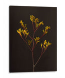 Oscuro Y Soñador V - Renee W. Stramel | Cuadro decorativo de Canvas Lab