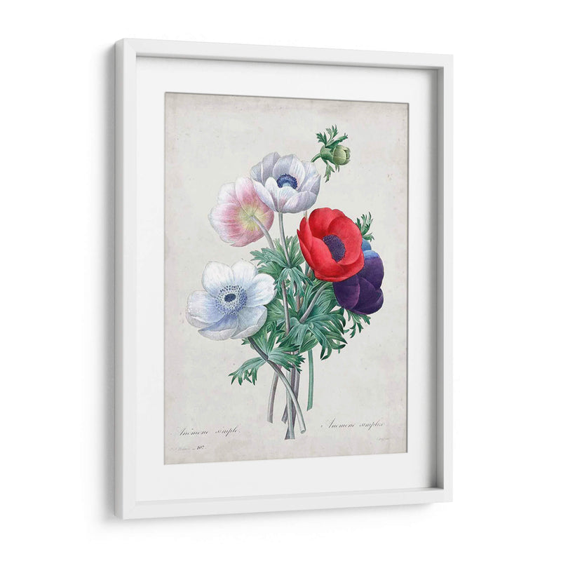 Redute Bouquet Ii - Pierre Redoute | Cuadro decorativo de Canvas Lab