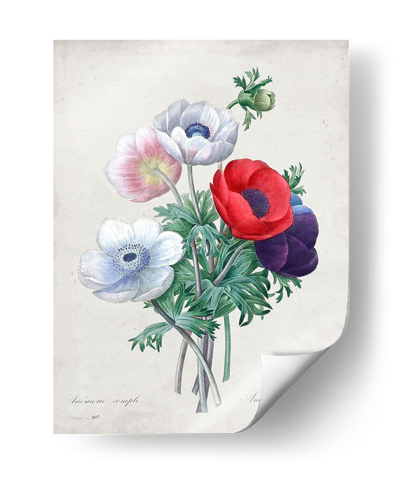 Redute Bouquet Ii - Pierre Redoute | Cuadro decorativo de Canvas Lab