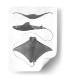 Rayas De Escala Gris Ii - Studio W | Cuadro decorativo de Canvas Lab