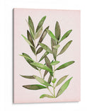 Hojas Rosadas Suaves Ii - Grace Popp | Cuadro decorativo de Canvas Lab