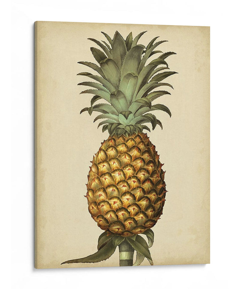 Brookshaw Antiguo Piña I - George Brookshaw | Cuadro decorativo de Canvas Lab