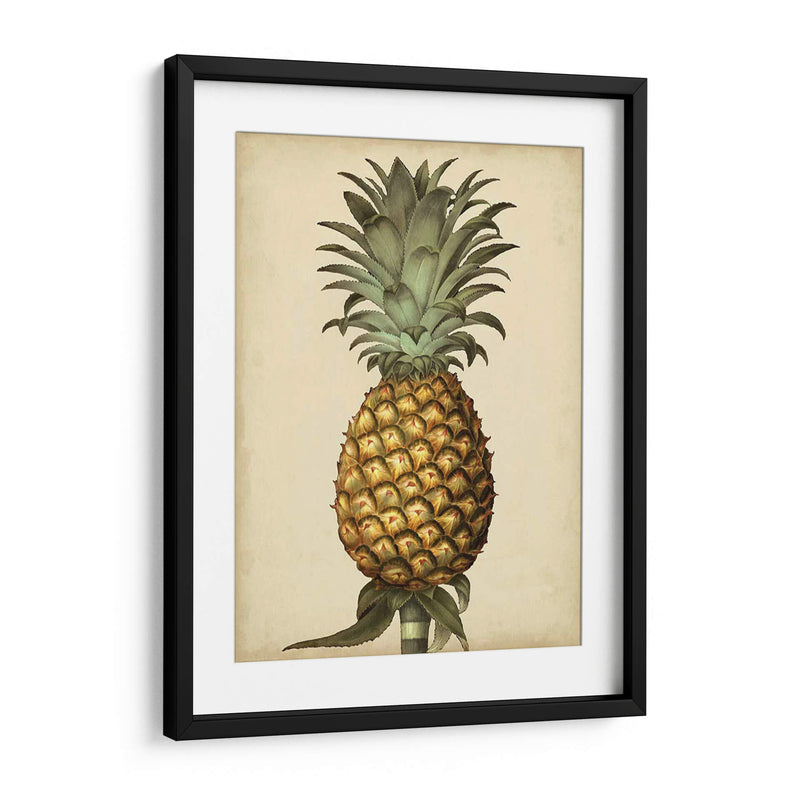 Brookshaw Antiguo Piña I - George Brookshaw | Cuadro decorativo de Canvas Lab