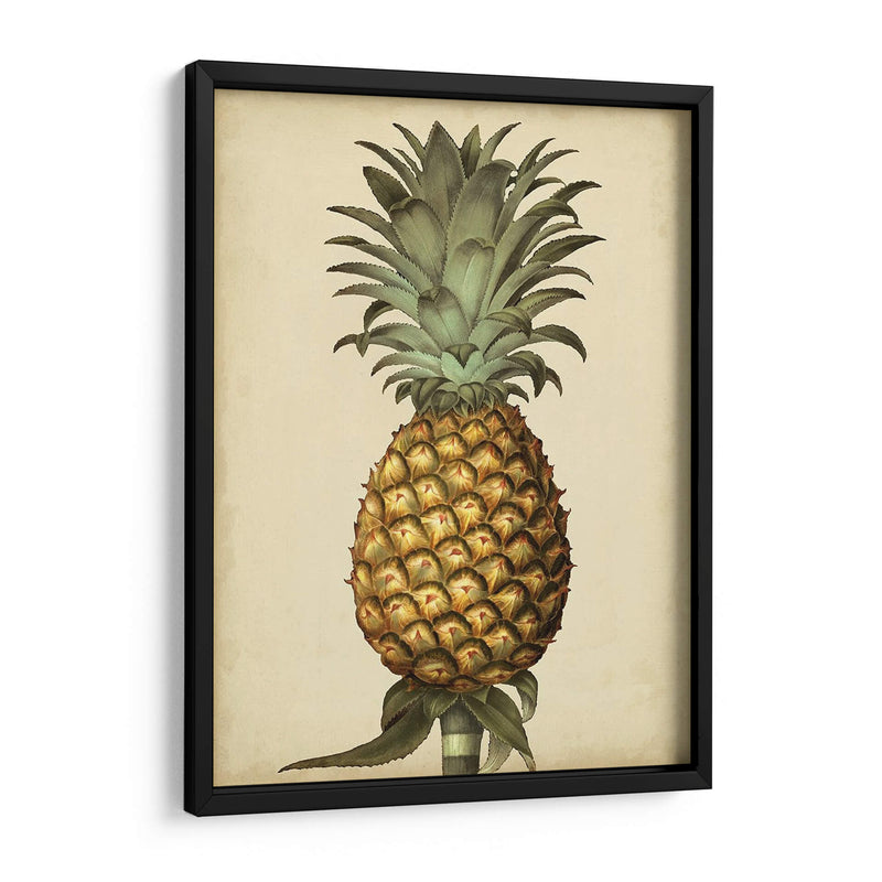 Brookshaw Antiguo Piña I - George Brookshaw | Cuadro decorativo de Canvas Lab