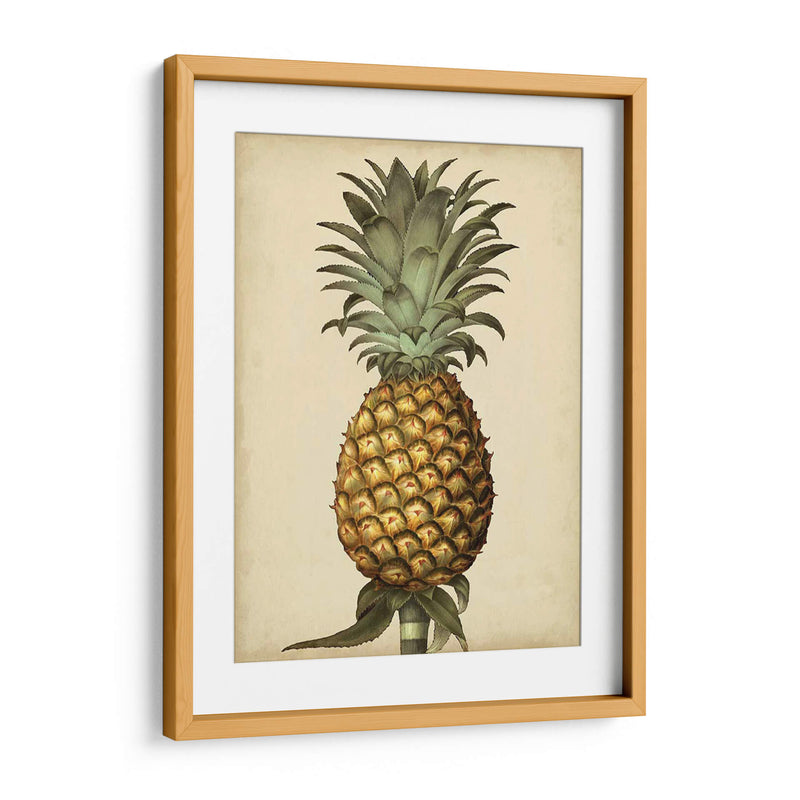 Brookshaw Antiguo Piña I - George Brookshaw | Cuadro decorativo de Canvas Lab