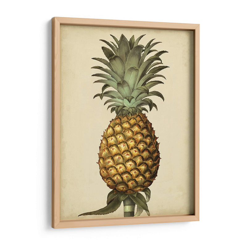 Brookshaw Antiguo Piña I - George Brookshaw | Cuadro decorativo de Canvas Lab