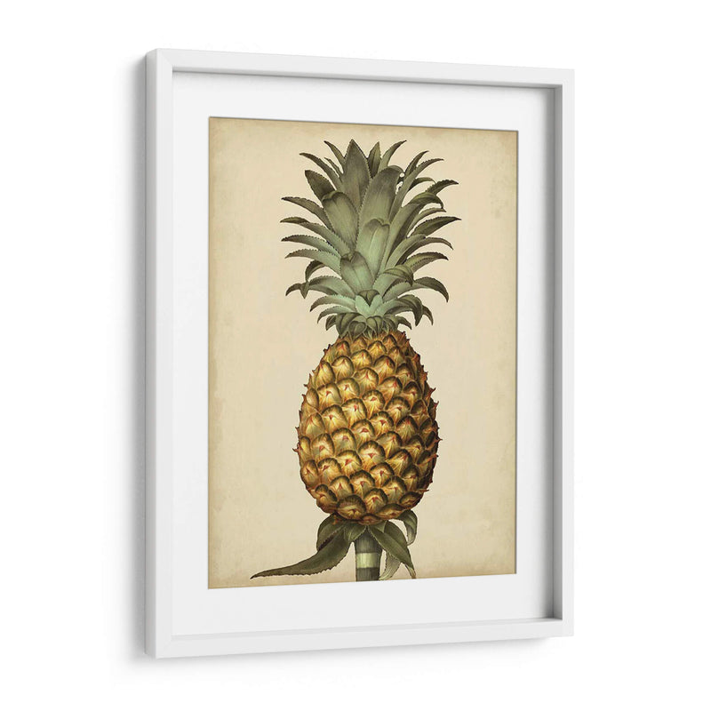 Brookshaw Antiguo Piña I - George Brookshaw | Cuadro decorativo de Canvas Lab