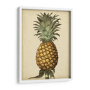 Brookshaw Antiguo Piña I - George Brookshaw | Cuadro decorativo de Canvas Lab