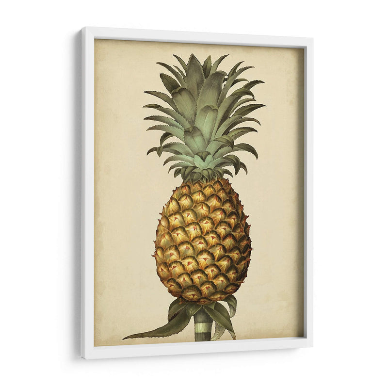 Brookshaw Antiguo Piña I - George Brookshaw | Cuadro decorativo de Canvas Lab