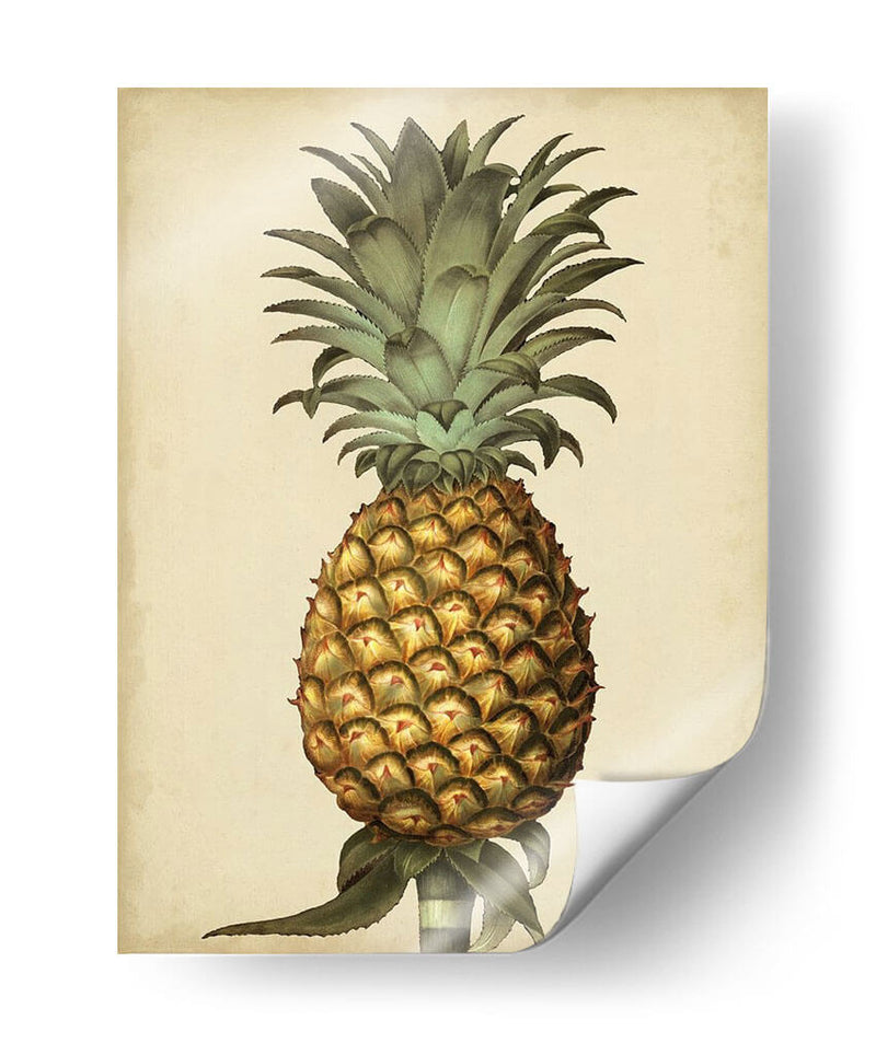 Brookshaw Antiguo Piña I - George Brookshaw | Cuadro decorativo de Canvas Lab