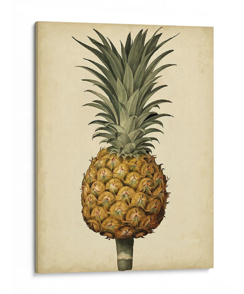 Brookshaw Antiguo Piña Ii - George Brookshaw | Cuadro decorativo de Canvas Lab