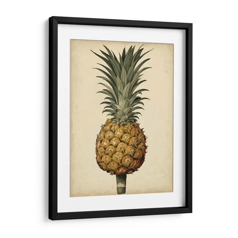 Brookshaw Antiguo Piña Ii - George Brookshaw | Cuadro decorativo de Canvas Lab