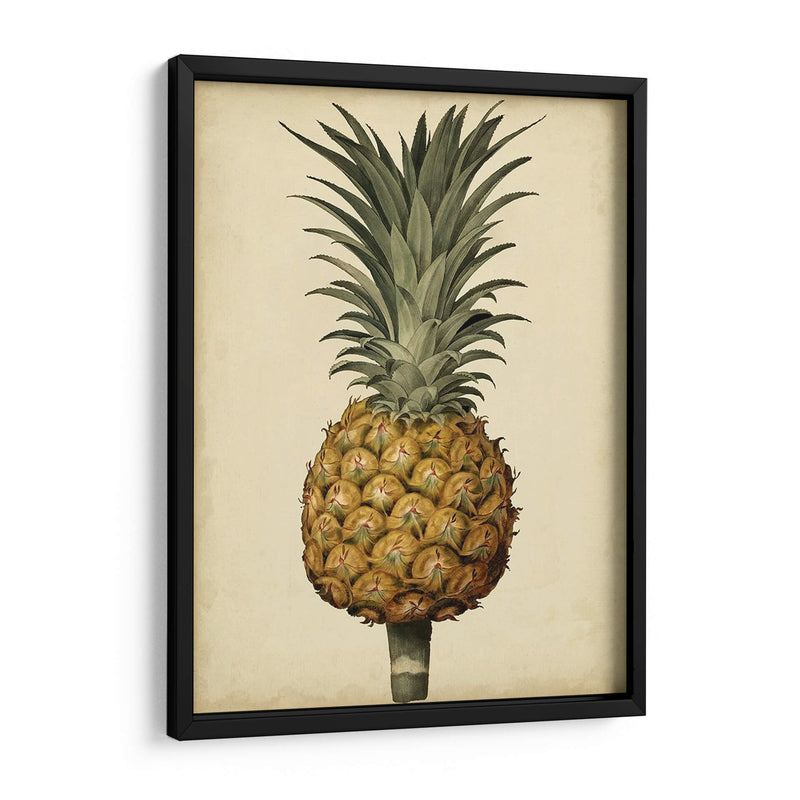 Brookshaw Antiguo Piña Ii - George Brookshaw | Cuadro decorativo de Canvas Lab