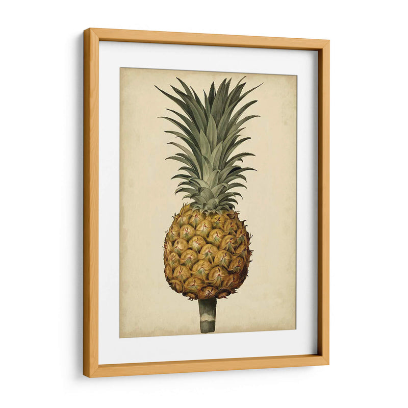 Brookshaw Antiguo Piña Ii - George Brookshaw | Cuadro decorativo de Canvas Lab