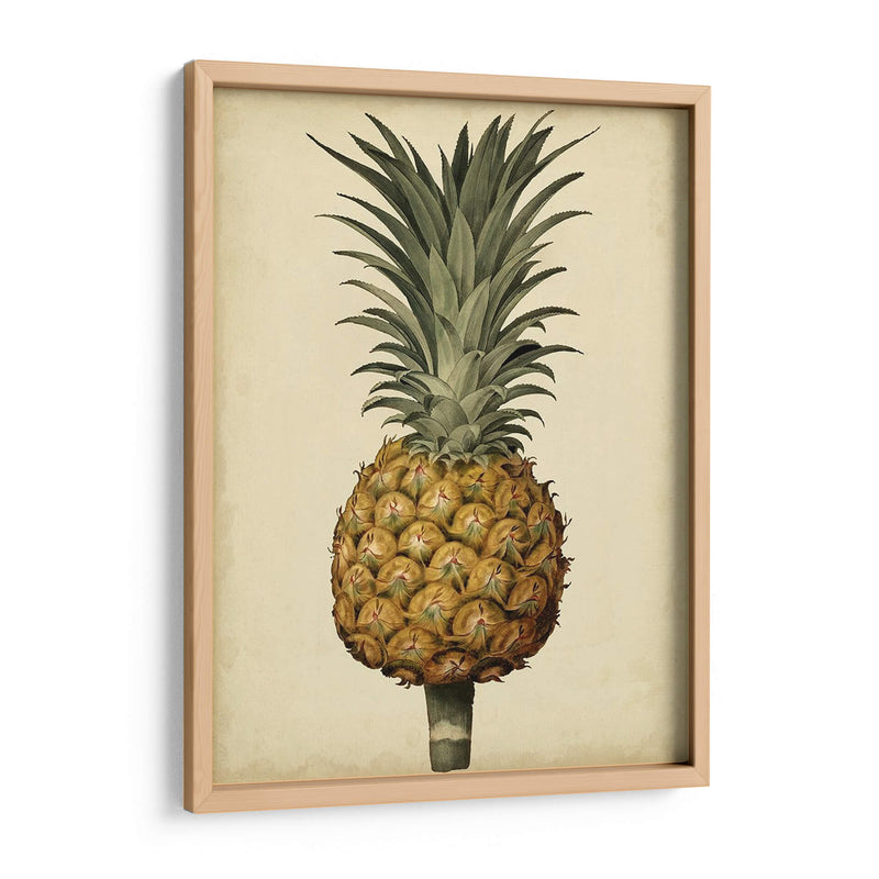 Brookshaw Antiguo Piña Ii - George Brookshaw | Cuadro decorativo de Canvas Lab