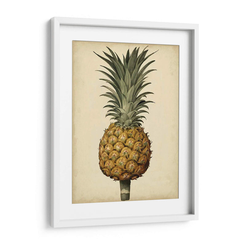 Brookshaw Antiguo Piña Ii - George Brookshaw | Cuadro decorativo de Canvas Lab