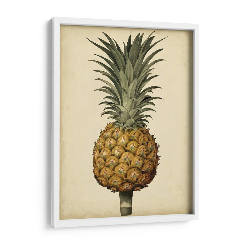 Brookshaw Antiguo Piña Ii - George Brookshaw | Cuadro decorativo de Canvas Lab