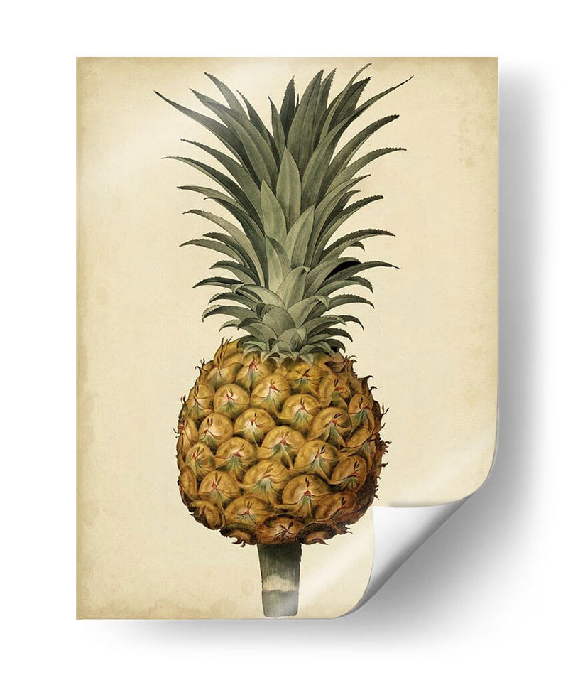 Brookshaw Antiguo Piña Ii - George Brookshaw | Cuadro decorativo de Canvas Lab