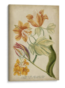 Weinmann Tropical Floral Ii - Weinmann | Cuadro decorativo de Canvas Lab