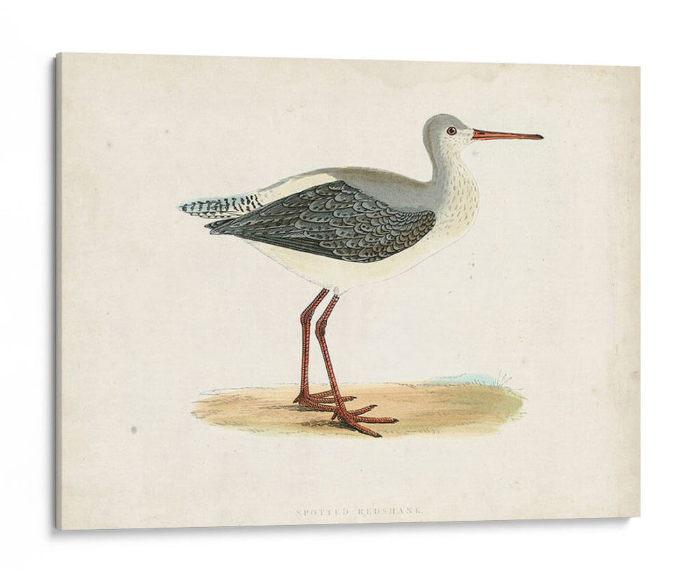 Morris Sandpiper I - Morris | Cuadro decorativo de Canvas Lab