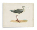 Morris Sandpiper I - Morris | Cuadro decorativo de Canvas Lab