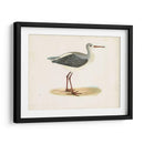 Morris Sandpiper I - Morris | Cuadro decorativo de Canvas Lab