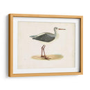 Morris Sandpiper I - Morris | Cuadro decorativo de Canvas Lab
